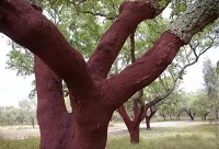 �ИI֪�R�N��׌���˽����������